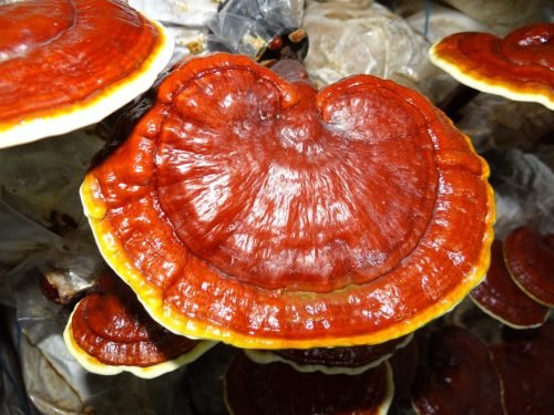 The world’s largest Ganoderma production company.